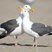 Western Gull